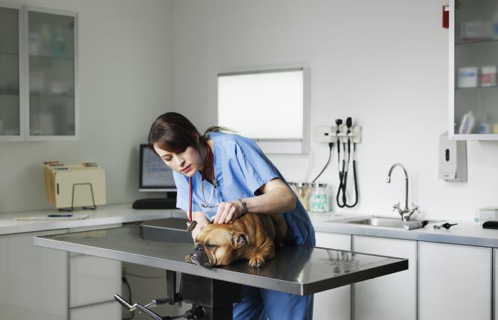 veterinária a cuidar de um cão
